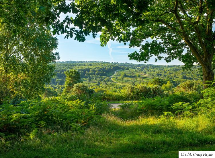 Looking out towards the landscape of Ashdown Forest in the summer
